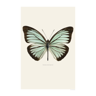 Vaaleanvihrea perhonen juliste Pareronia Valeria Lutescens Liljebergilta image
