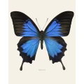 Papilio ulysses sininen perhonen juliste Liljebergilta