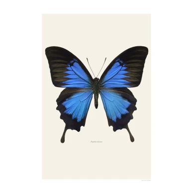 Papilio ulysses sininen perhonen juliste Liljebergilta image