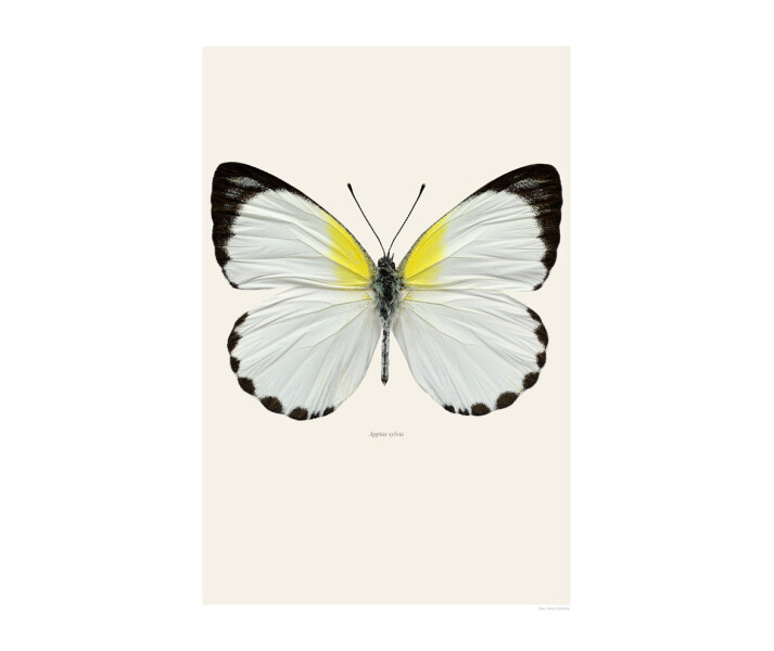 Valkoinen perhonen Appias Sylvia juliste Liljebergsilta kuva