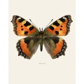 Nokkosperhonen Aglais Urticae valokuvajulisteena Liljebergsilta