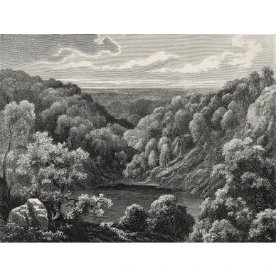 Mystery Lake harmaa metsatapetti Rebel Wallsilta R19216 koko kuvio image