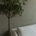 IMG 1750