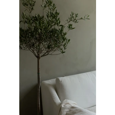 IMG 1750 image