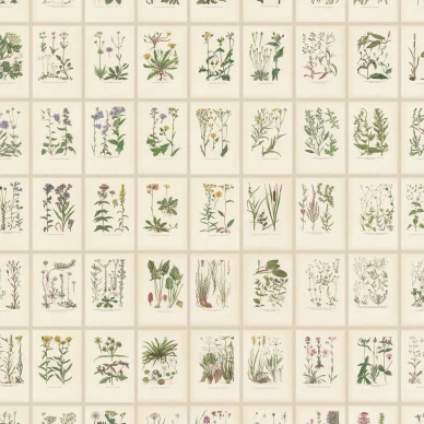 S10508 Botanica Oat Sandberg Wallpaper product 2 image
