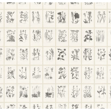S10509 Botanica Graphite Sandberg Wallpaper product 2 kuva