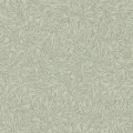 7787 SalixAlba Closeup
