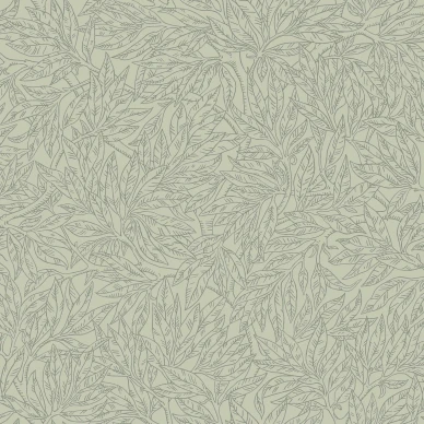 7787 SalixAlba Closeup kuva