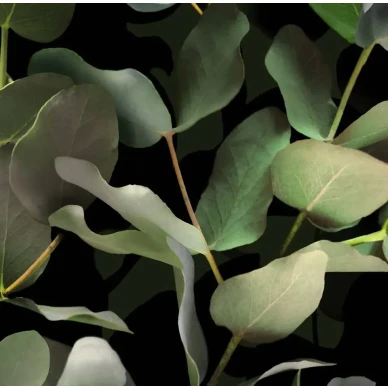 9523W Eucalyptus Closeup kuva