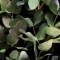 9523W Eucalyptus Closeup