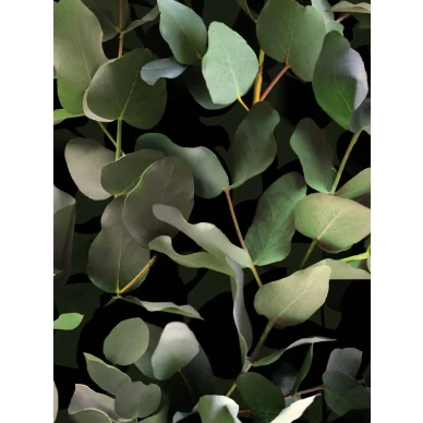 9523W Eucalyptus Closeup kuva