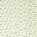 Tomato Leaf Willow
