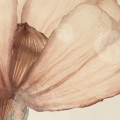 R20300_closeup1