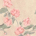 9936W_Papaver_Closeup