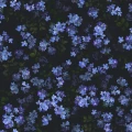 9526W ForgetMeNot PatternImage