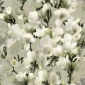 9551W WhiteLily PatternImage