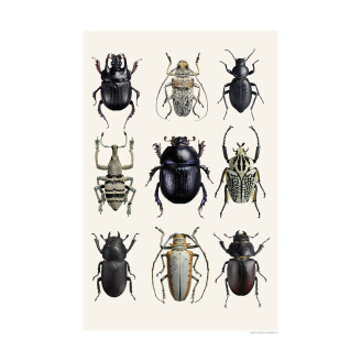 Mustavalkoinen juliste Beetle Black White Liljebergsilta mustia ja valkoisia kovakuoriaisia kuva