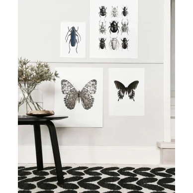 Mustavalkoinen juliste kovakuoriasista Beetle Black White Liljebergs image