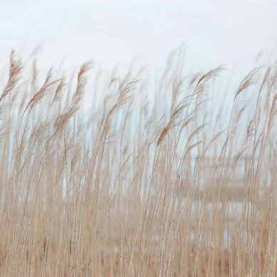 Swaying Reed rauhallinen kaislatapetti Rebel Wallsilta R13602 kuva