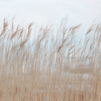 Swaying Reed rauhallinen kaislatapetti Rebel Wallsilta R13602 image